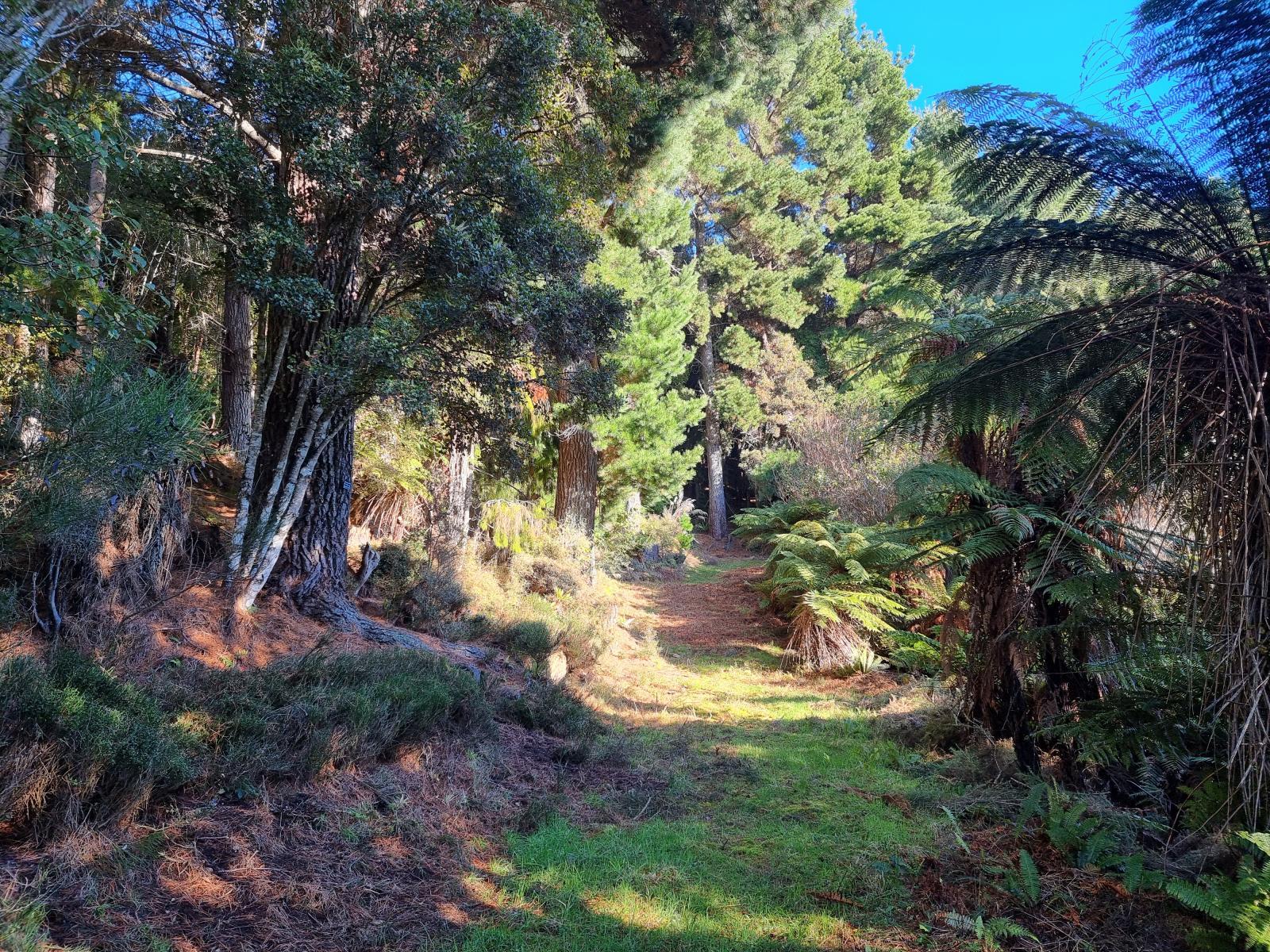 Formed access track leading into the bush section at 111 Main Road