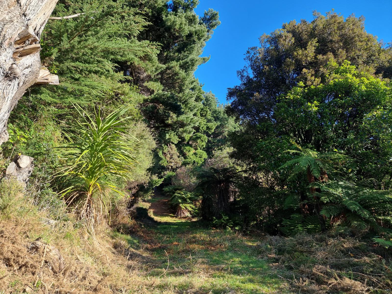 Clearing and potential building site at 111 Main Road, Stewart Island