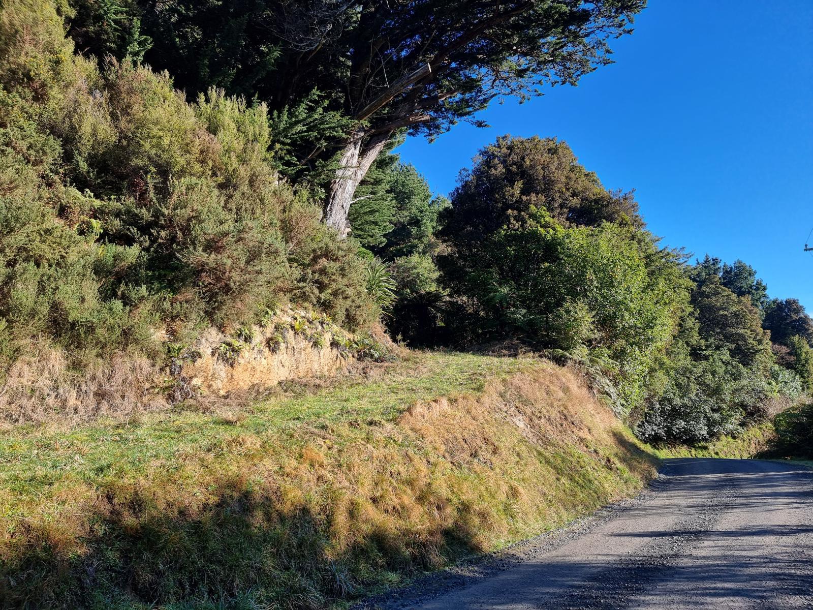 Main Road frontage with mature macrocarpa trees at 111 Main Road, Stewart Island
