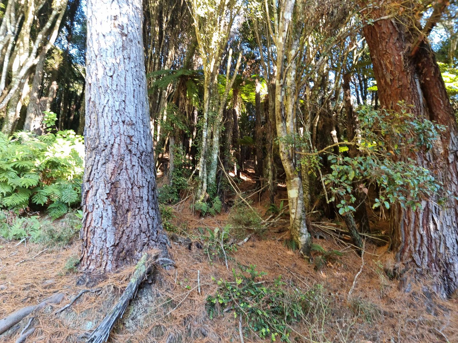 Mature macrocarpa on the section at 111 Main Road - firewood for years to come
