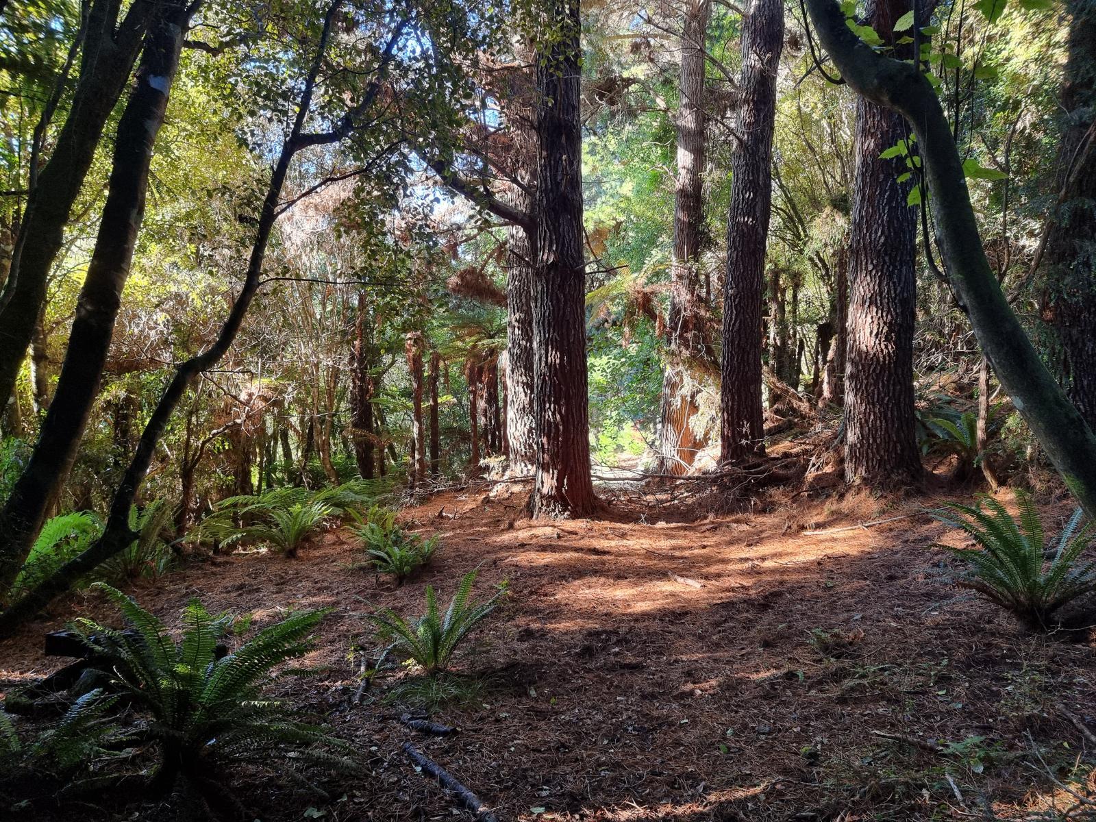 Mature native bush on the 4,141 m2 section for sale at 111 Main Road, Stewart Island