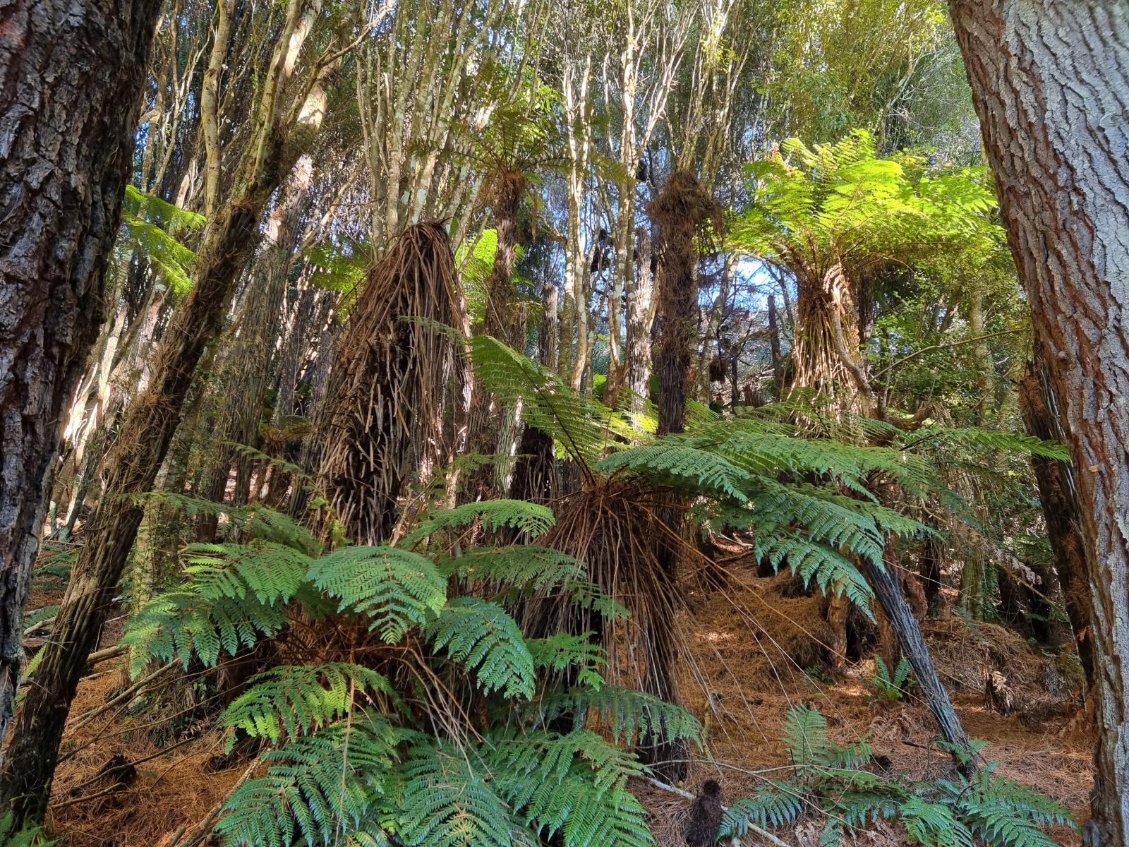 Tree ferns among the native bush at 111 Main Road, Oban