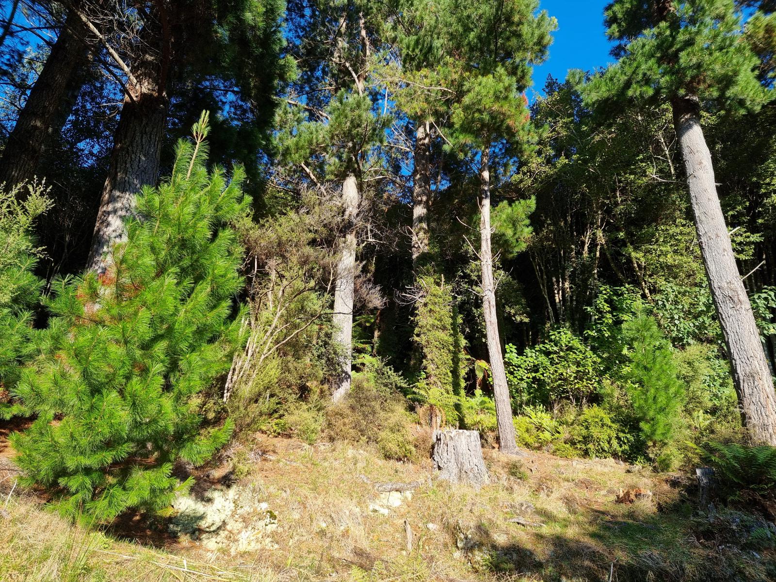 Sunny potential building site among the trees at 111 Main Road, Stewart Island
