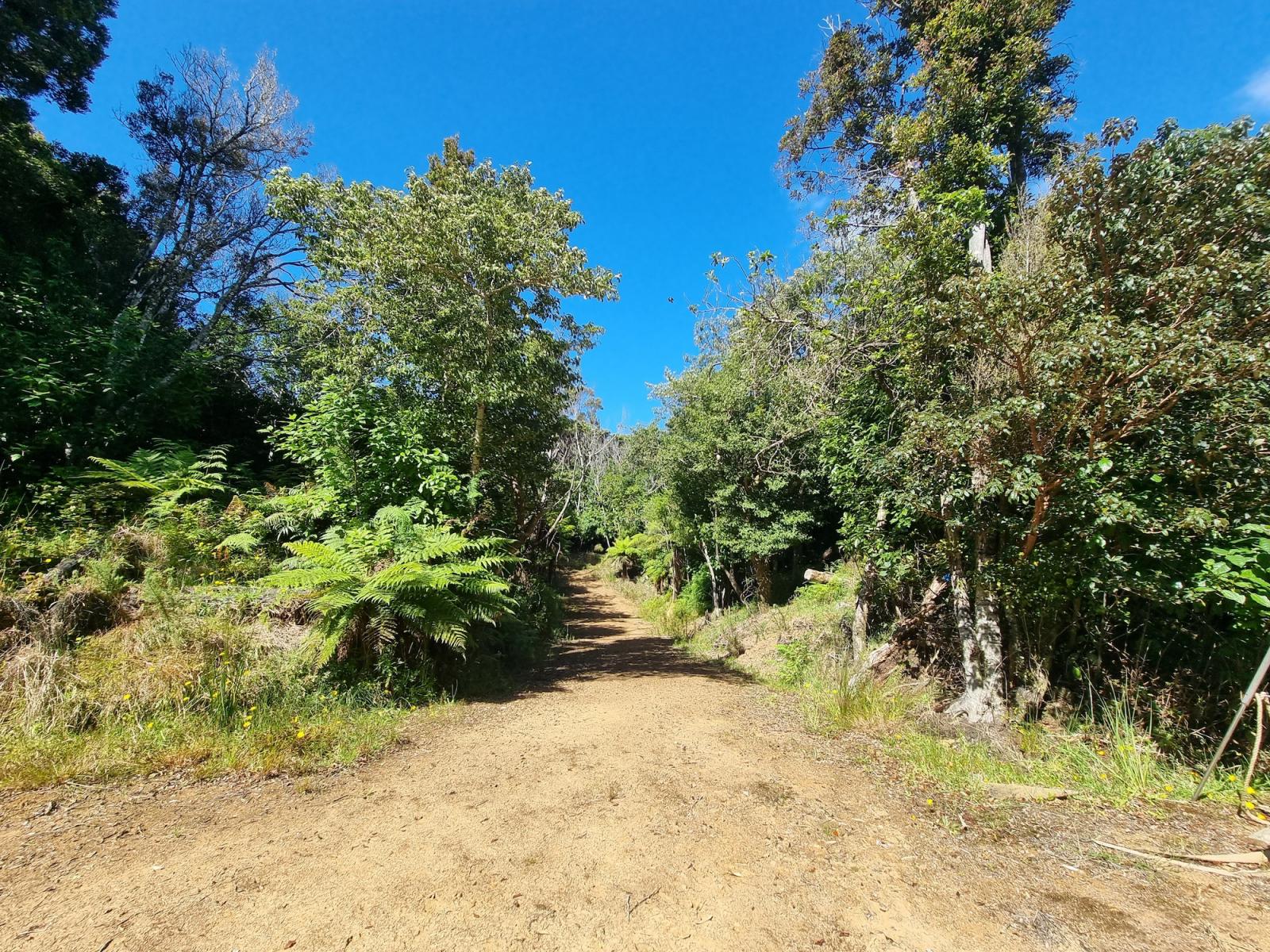 Formed access track through the bush at 20 Kaka Ridge Road, Stewart Island