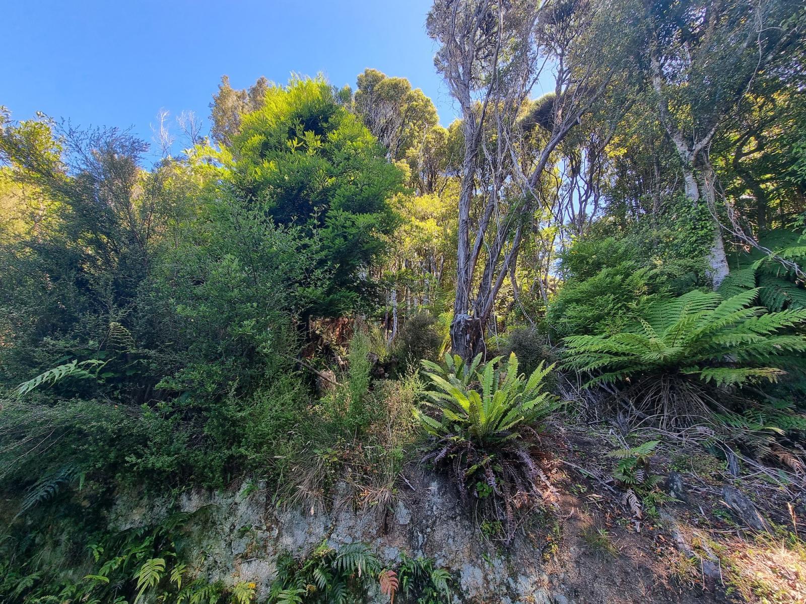 Regenerating native bush and tree ferns on the hillside at 20 Kaka Ridge Road