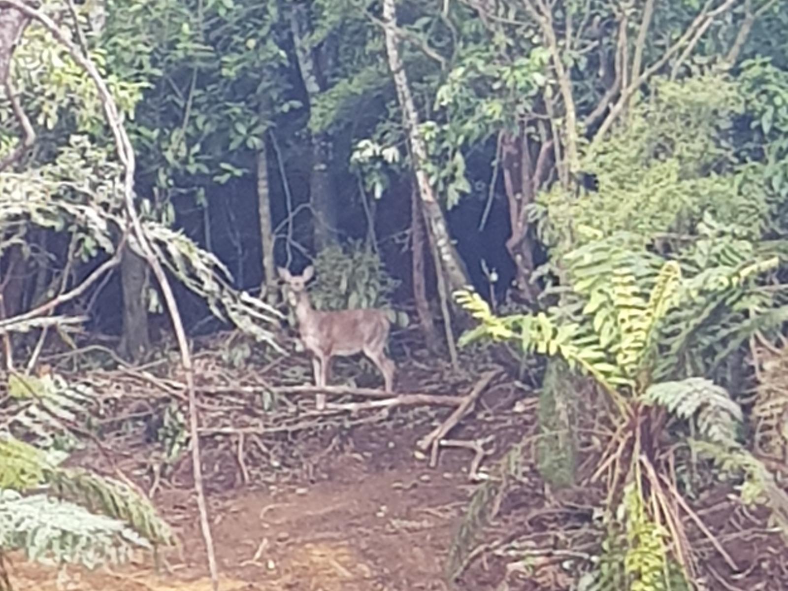 White-tail deer in the native bush at 20 Kaka Ridge Road, Stewart Island