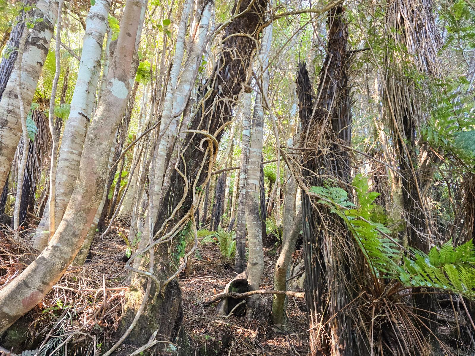 Inside the native bush on the section at 7 Rata Street, Stewart Island