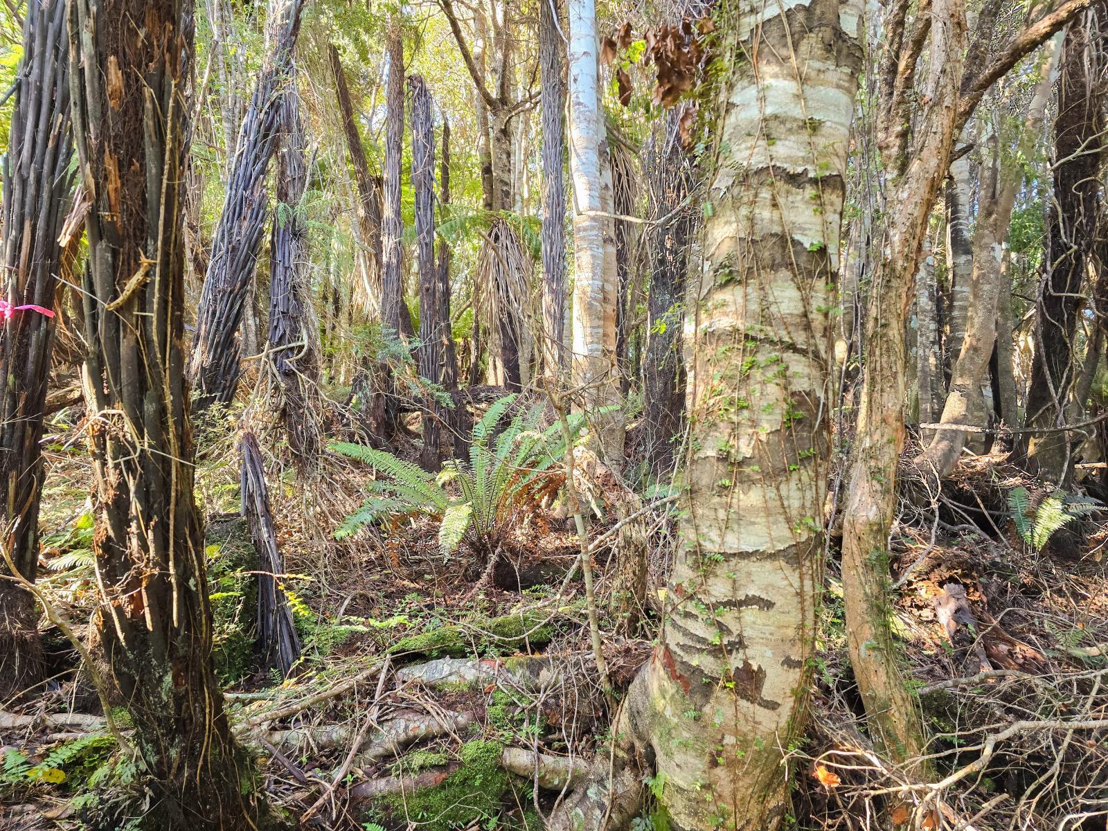 Established native bush across the section at 7 Rata Street