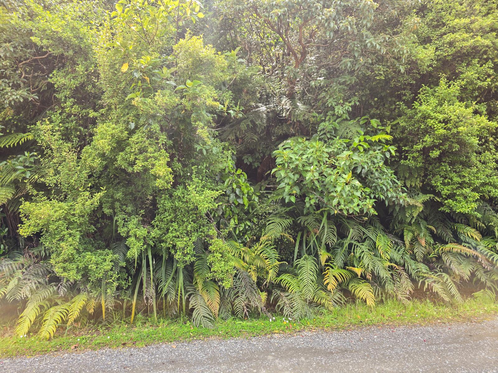 The bush-clad section at 7 Rata Street seen from the road