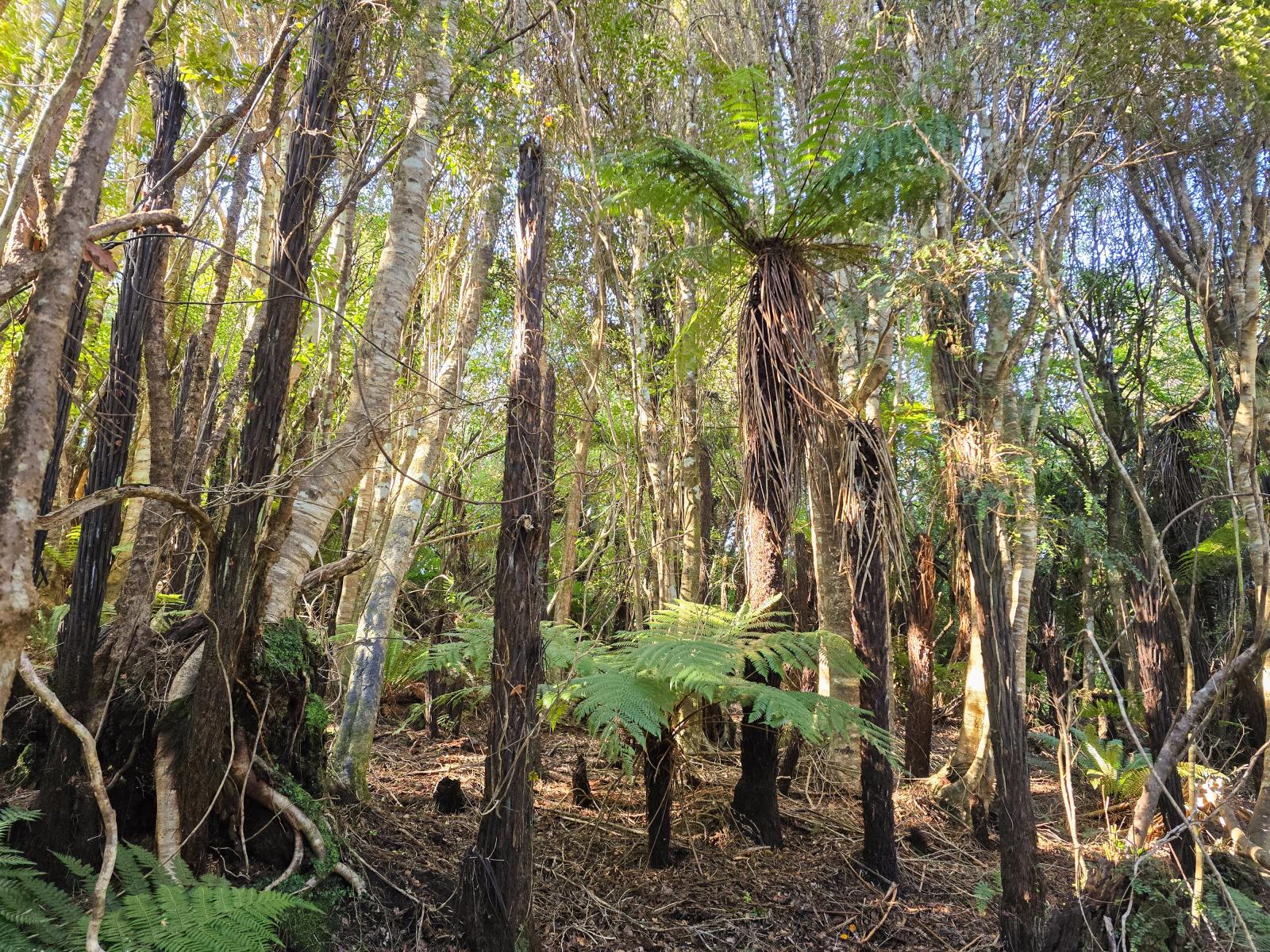 Native bush and tree ferns on the section for sale at 7 Rata Street, Stewart Island