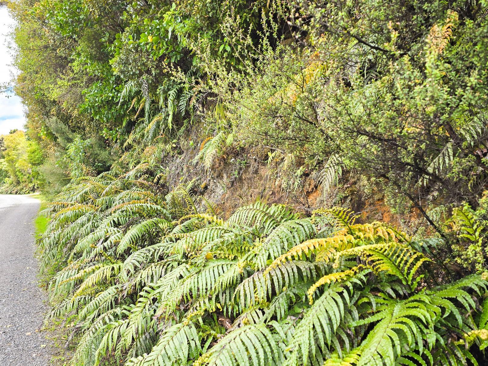 Road frontage of the 850 m2 bush section at 7 Rata Street, Oban